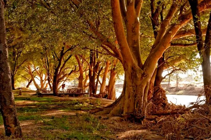 Soroi Larsens Camp - Maasai Mara hotel view 5